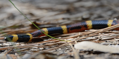 Naples snake